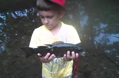 Boy with yellow shirt and red hat holding a fish standing by a stream