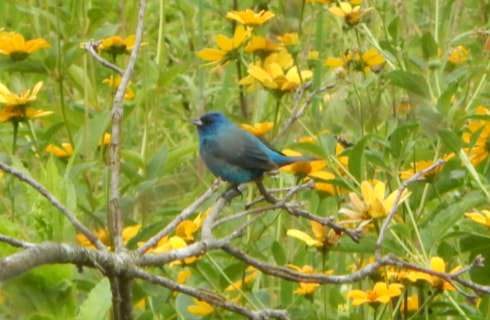 Blue bird sitting on tree branch with greenery and yellow flowers in the background
