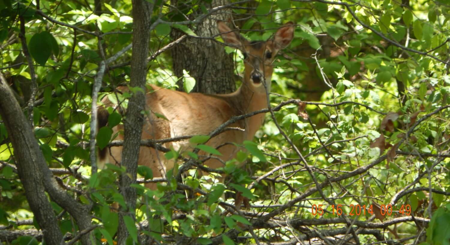 Deer looking through the brush.