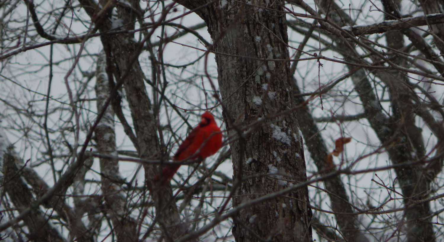 Close up view of a red bird sitting on a branch in a tree during winter