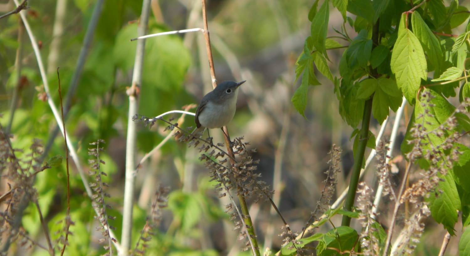 Close up view of a two-toned light brown bird with brown beak stting on a branch in a tree