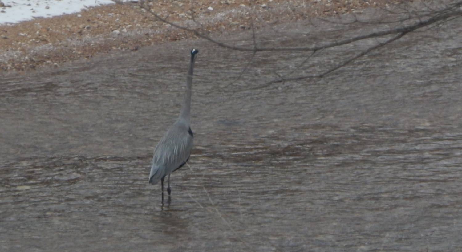 Gray crane standing in a river