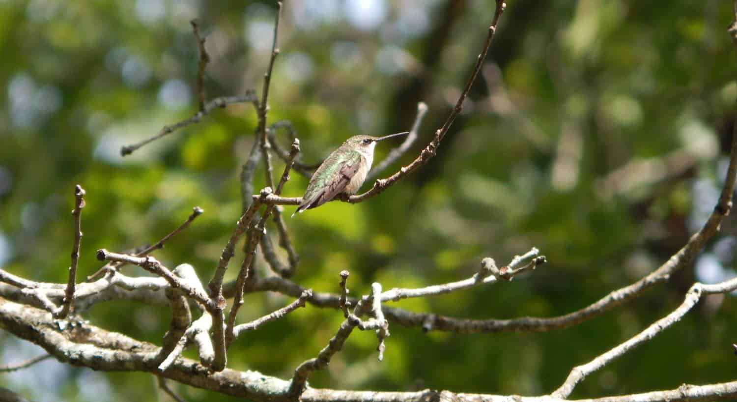 Close up view of a light brown and green bird with long beak stting on a branch in a tree