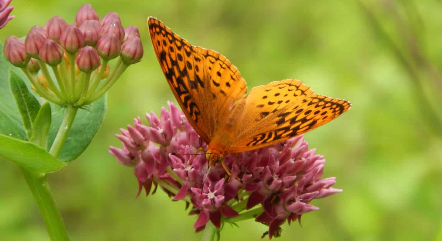 Bright orange and black butterfly sitting on top of bright pink flower
