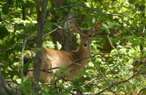 Deer standing in the woods behind green bushes