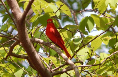 Close up view of a red bird sitting on a branch in a tree