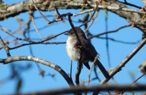 Close up view of a two-toned light brown bird with brown beak stting on a branch in a tree