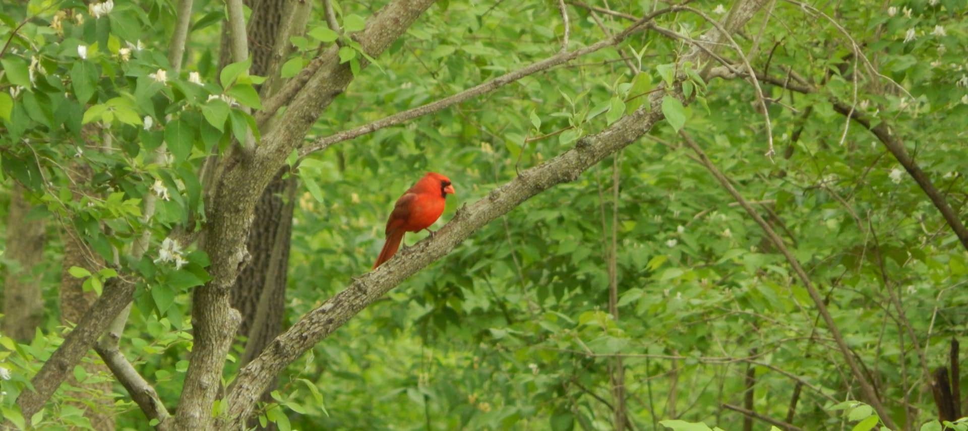 Bright red bird standing on tree branch with greenery in background