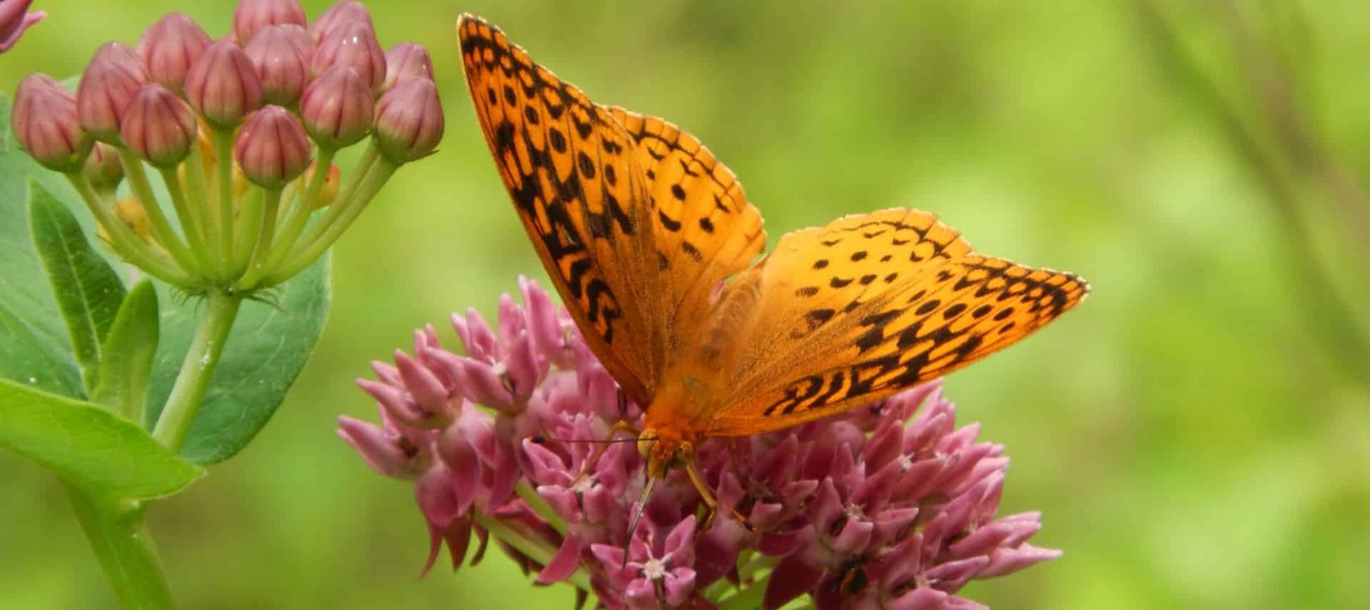 Bright orange and black butterfly sitting on top of bright pink flower