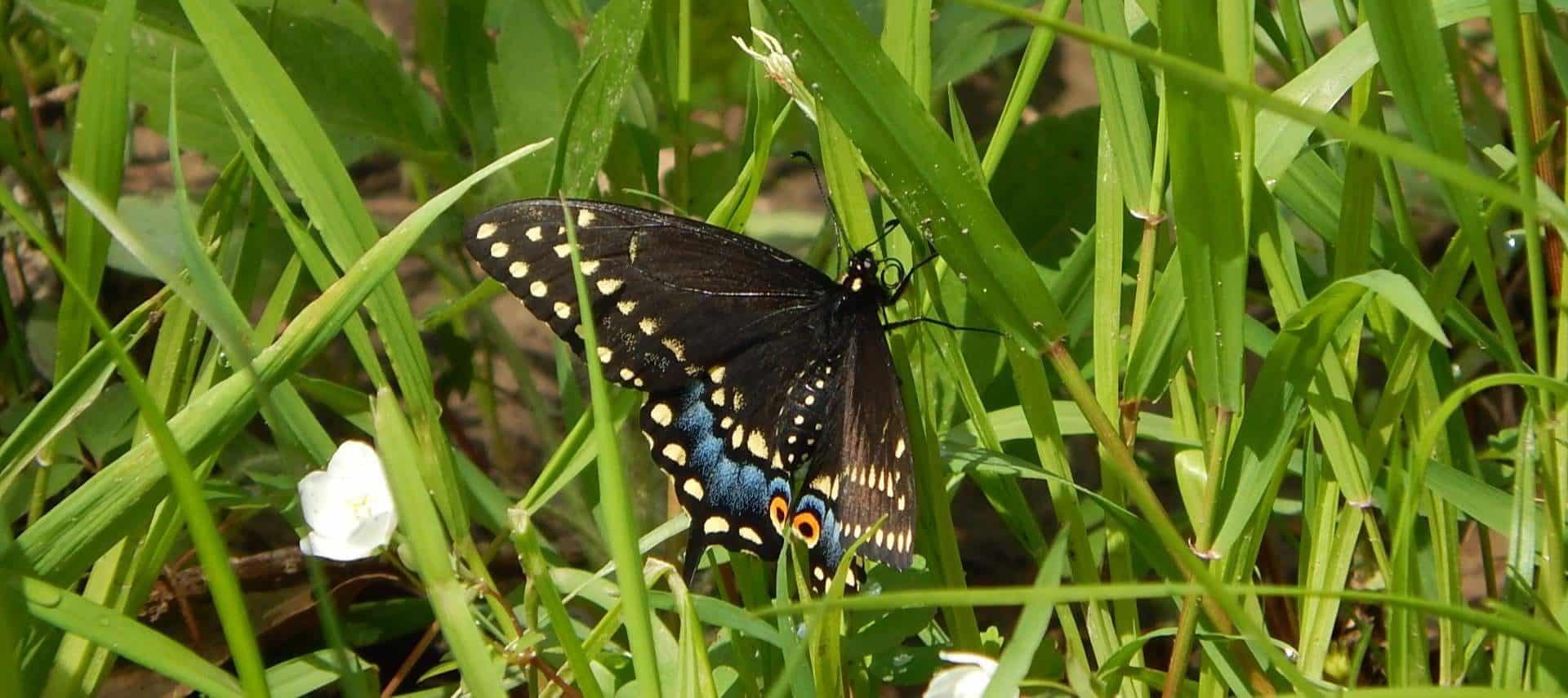 Close up view of a black, yellow, and blue butterfly sitting in the grass