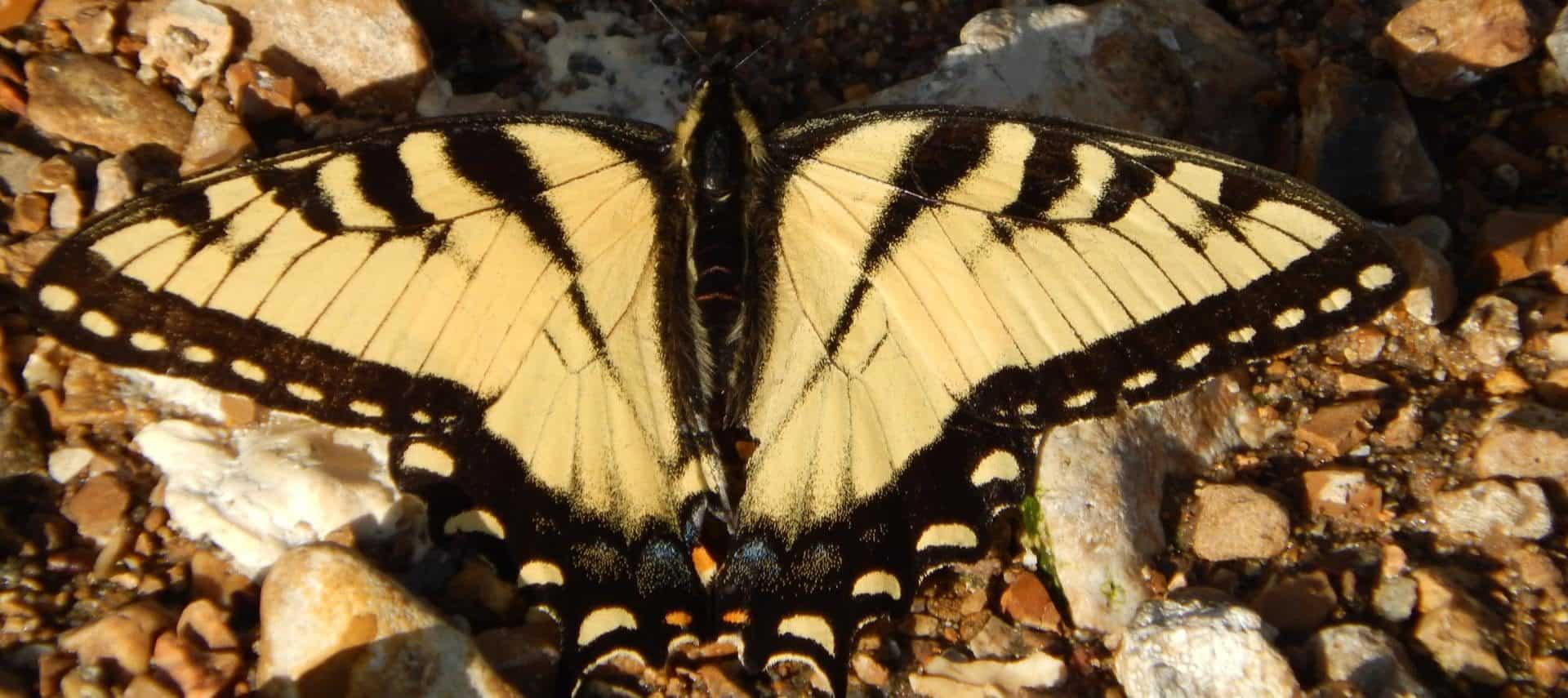 Close up view of yellow and black butterfly sitting on small pebbles