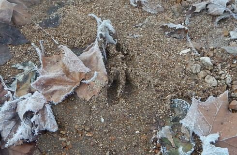 Animal tracks in the sand surrounded by dead leaves